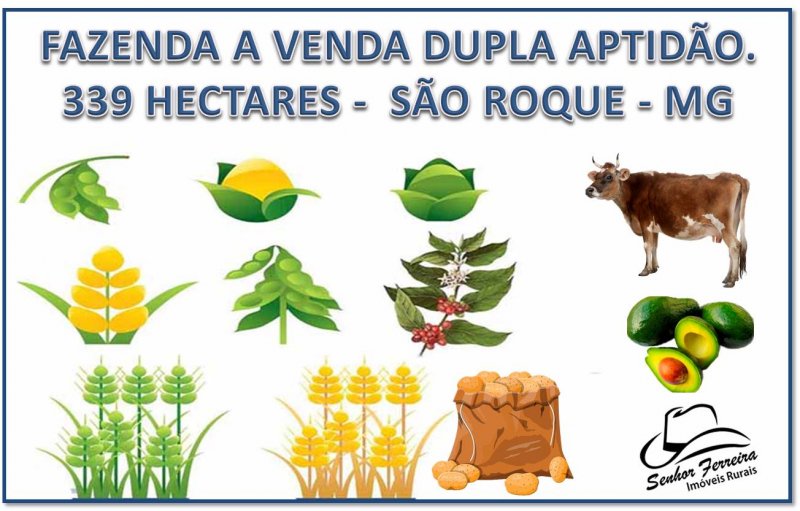 Fazenda - Venda - São Roque de Minas - São Roque de Minas - MG