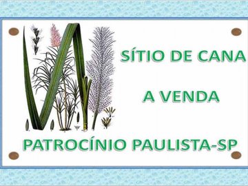 Sítio de cana a venda-Patrocínio Paulista